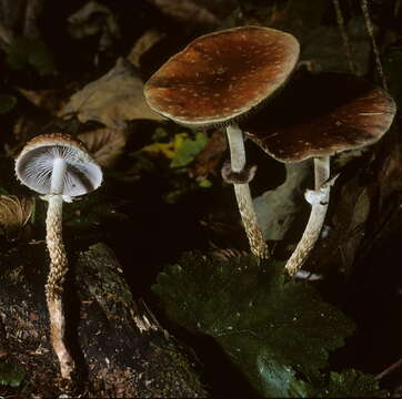 Image of Leratiomyces