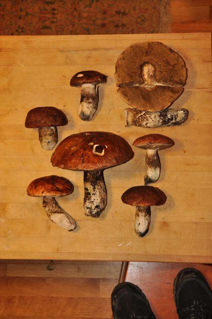 Image of Leccinum manzanitae Thiers 1971