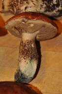 Image of Leccinum manzanitae Thiers 1971