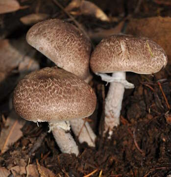 Image of Agaricus subrutilescens (Kauffman) Hotson & D. E. Stuntz 1938