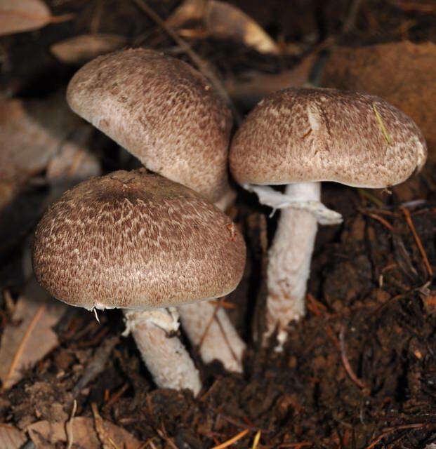 Plancia ëd Agaricus subrutilescens (Kauffman) Hotson & D. E. Stuntz 1938