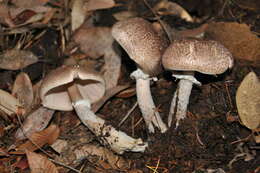 Plancia ëd Agaricus subrutilescens (Kauffman) Hotson & D. E. Stuntz 1938