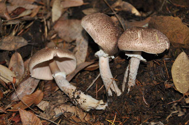 Image of Agaricus subrutilescens (Kauffman) Hotson & D. E. Stuntz 1938