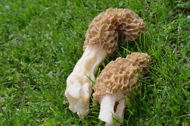 Image of Morchella americana Clowez & Matherly 2012