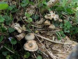 Image of Psilocybe ovoideocystidiata Guzmán & Gaines 2007