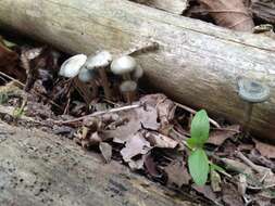 Image of Psilocybe ovoideocystidiata Guzmán & Gaines 2007