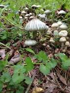 Image of Psilocybe ovoideocystidiata Guzmán & Gaines 2007