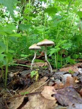 Image of Psilocybe ovoideocystidiata Guzmán & Gaines 2007