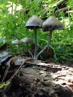 Image of Psilocybe ovoideocystidiata Guzmán & Gaines 2007