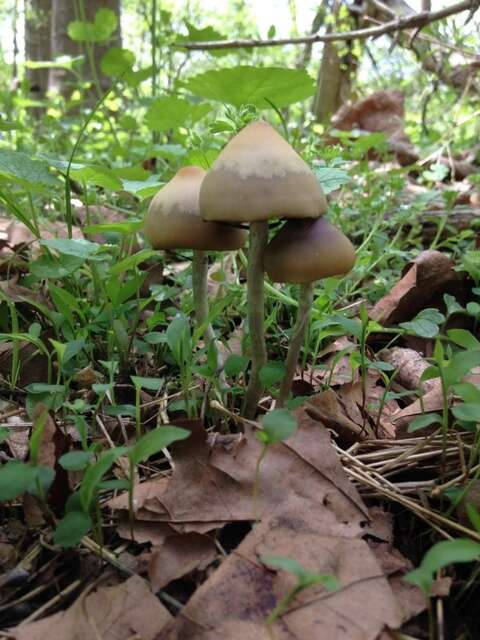 Image of Psilocybe ovoideocystidiata Guzmán & Gaines 2007