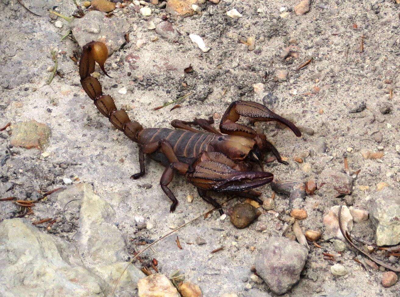 Image of hissing scorpions