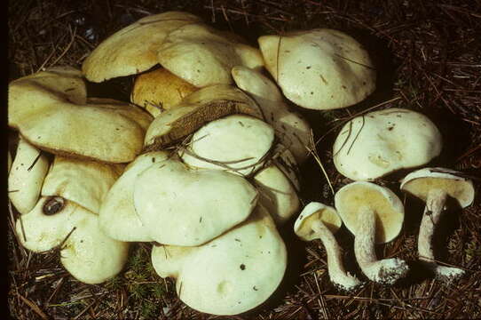 Image of Slippery white bolete