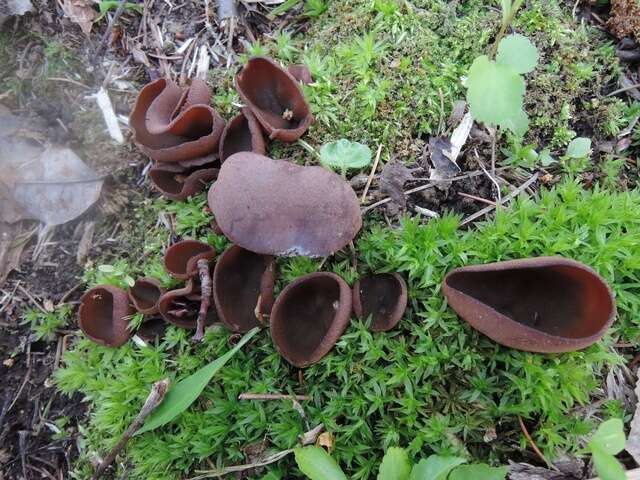 Image of cup fungi