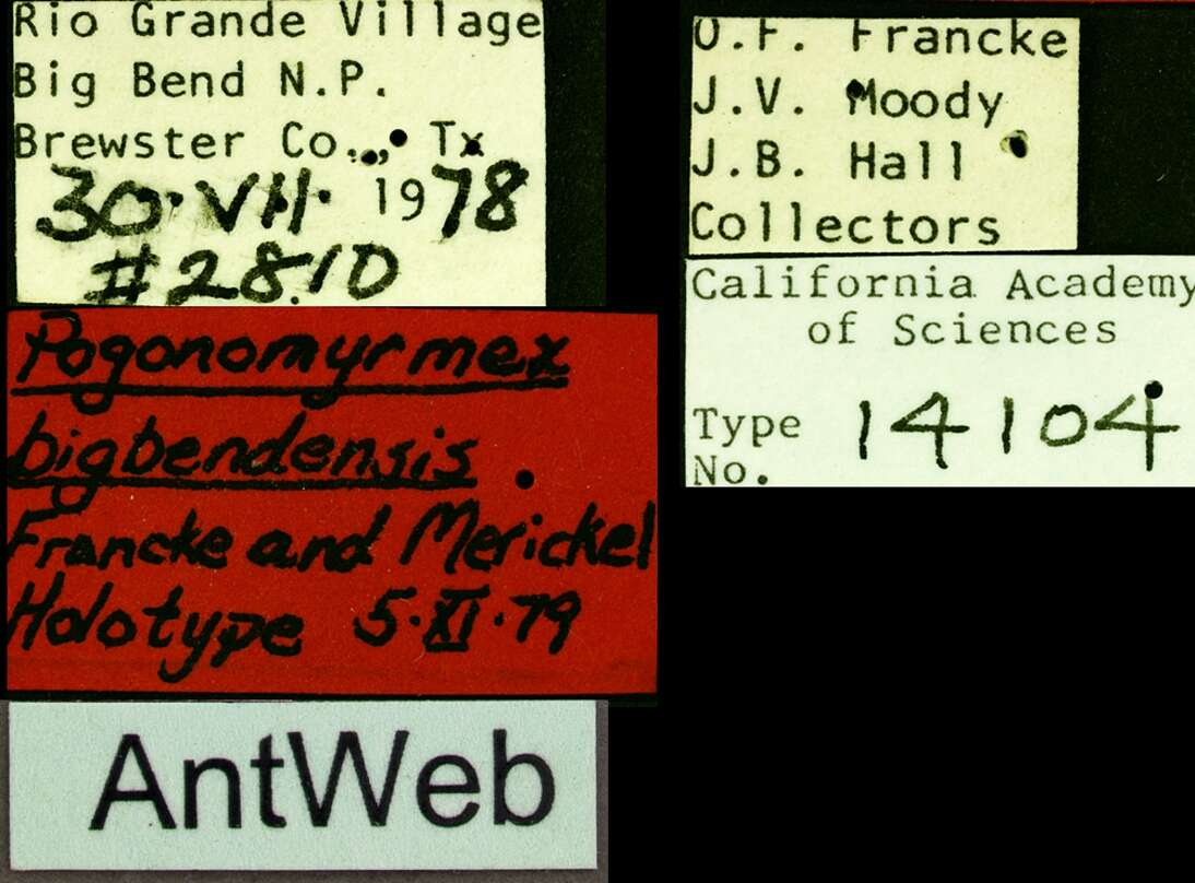 Image of Pogonomyrmex bigbendensis Francke & Merickel 1982