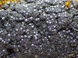 Image of Blackthread lichen