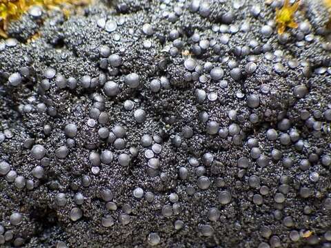 Image of Blackthread lichen