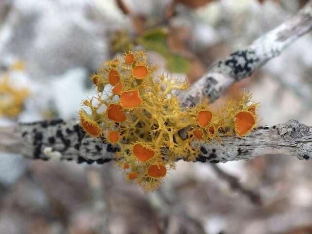 Image of teloschistes lichen