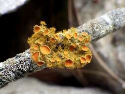 Image of teloschistes lichen