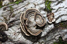 Image of Trametes