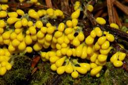 Image of Egg-shell Slime Mold