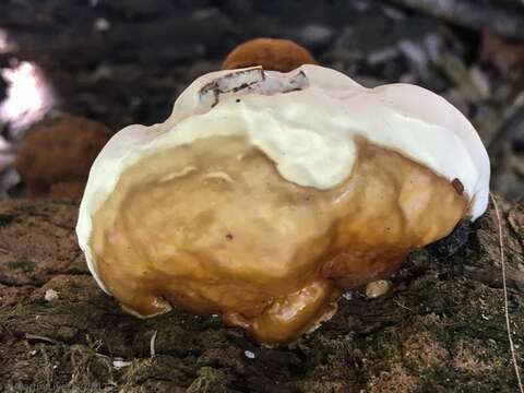 Image of Ganoderma