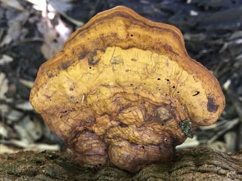 Image of Ganoderma