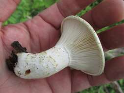 Image of Pleurotus