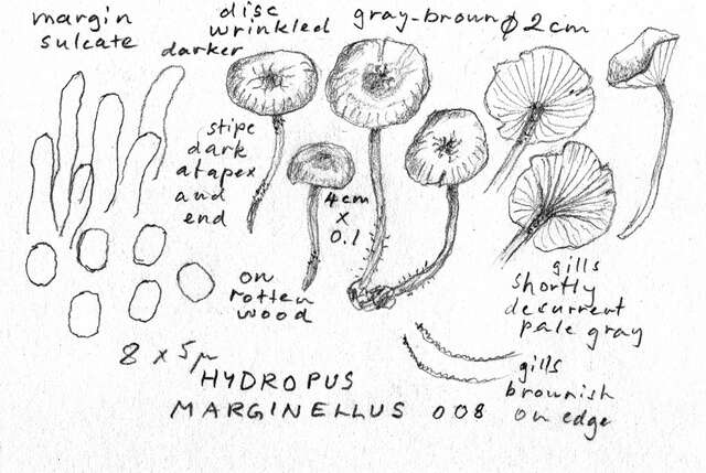 Image of Marasmiaceae