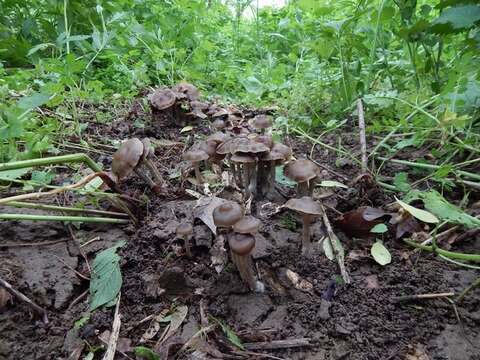 Image of Psilocybe ovoideocystidiata Guzmán & Gaines 2007