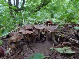 Image of Psilocybe ovoideocystidiata Guzmán & Gaines 2007