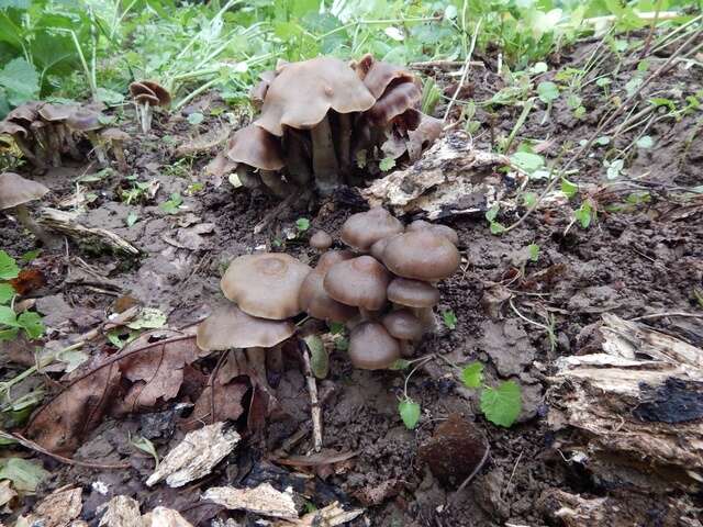 Image of Psilocybe ovoideocystidiata Guzmán & Gaines 2007