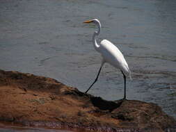 Image of Great Egret