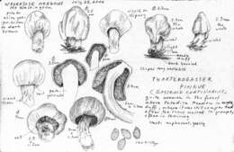 Image of Cortinarius pinguis (Zeller) Peintner & M. M. Moser 2002