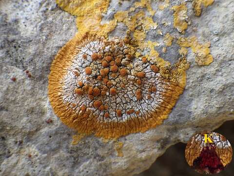 Image of Firedot lichens