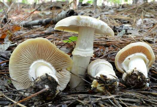 Image de Cortinariaceae