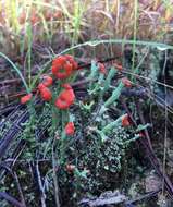 Слика од Cladonia cristatella Tuck.