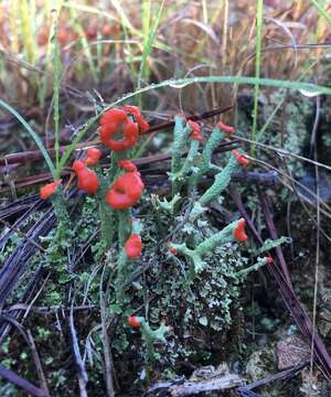 Image of cup lichen