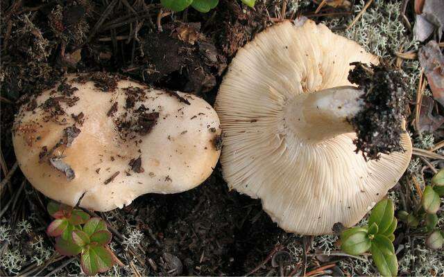 صورة Lactarius musteus Fr. 1838