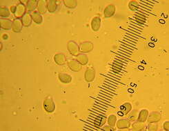 Image of Floccularia