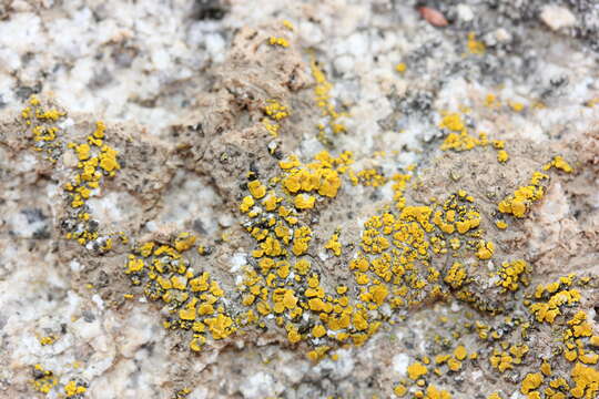 Image of Hidden goldspeck lichen