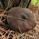 Image of Lactarius fallax A. H. Sm. & Hesler 1962