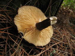 Image de Lactarius fallax A. H. Sm. & Hesler 1962