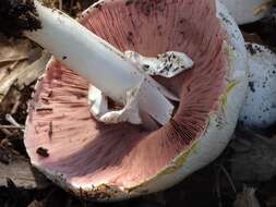 Image of yellow-stainer