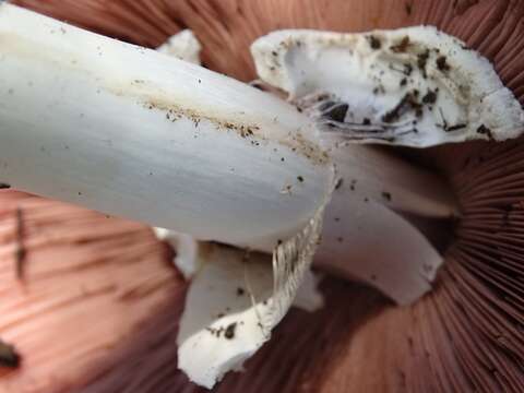 Image of yellow-stainer