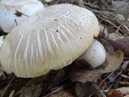 Image of yellow-stainer