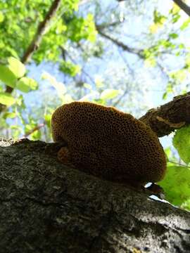 Image of Trametes