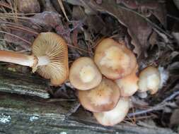 Image of Pholiota