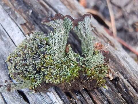 Image of cup lichen