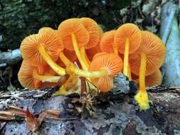 Image of Mycena leaiana (Berk.) Sacc. 1891