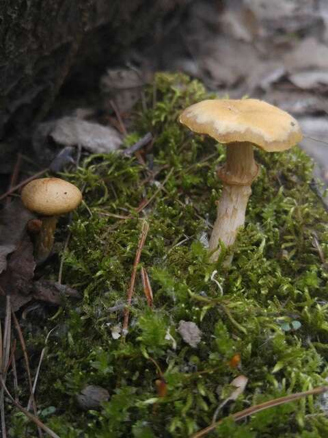 Image of Pholiota